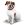 Jack Russell Terrier
